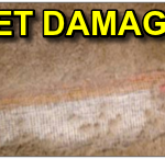 PET DAMAGE (1)